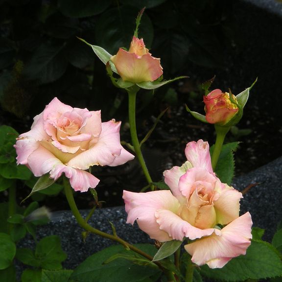 Strawberry Romance photo sr2012_06170015_zpsd1a8bb0d.jpg